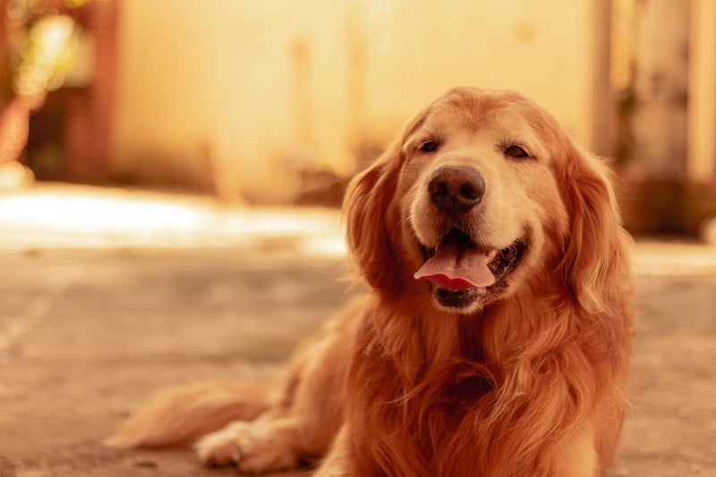 CBD oil for dogs anxiety